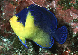 Image of Blue-backed Angelfish