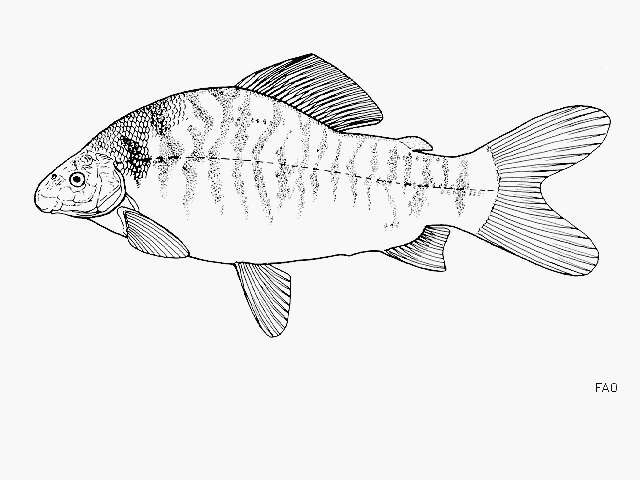 Imagem de Distichodus fasciolatus Boulenger 1898