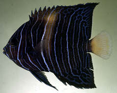 Image of Arabian Angelfish