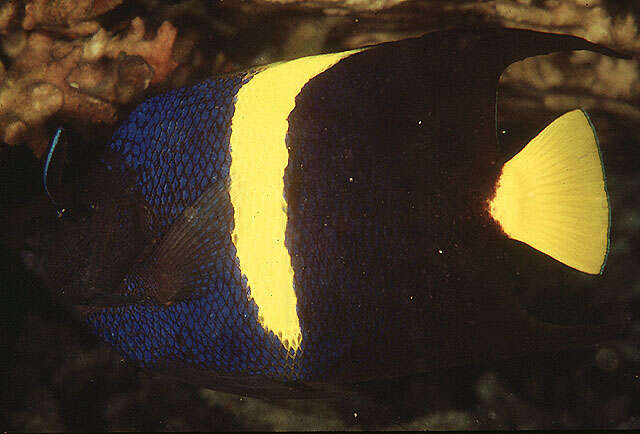 Image of Arabian Angelfish