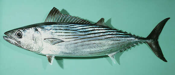 Image of Australian Bonito