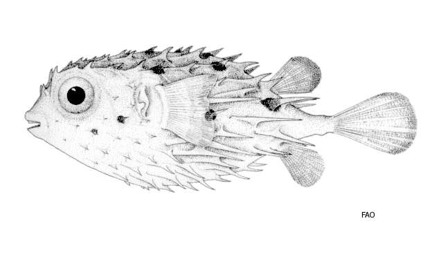 Image of Tragulichthys