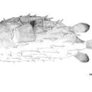 Image of Hardenberg&;s burrfish