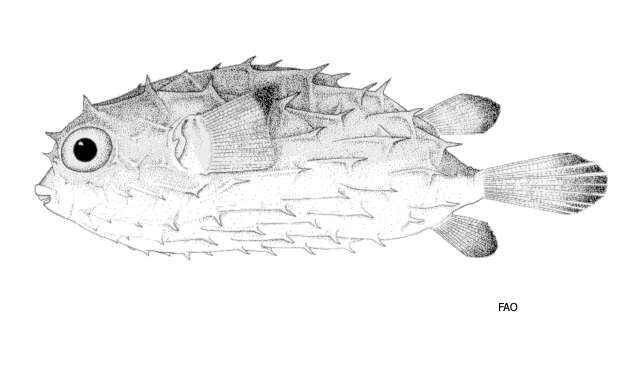 Image of Hardenberg&#39;s burrfish