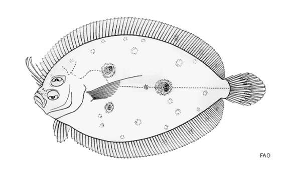 Image of Grammatobothus