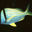 Image of Porkfish