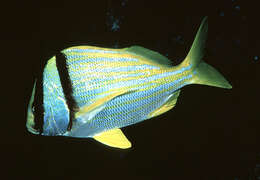 Image of Porkfish