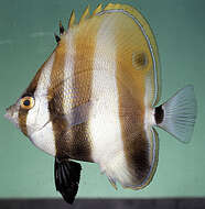 Image of High-fin Butterflyfish