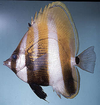 Image of High-fin Butterflyfish