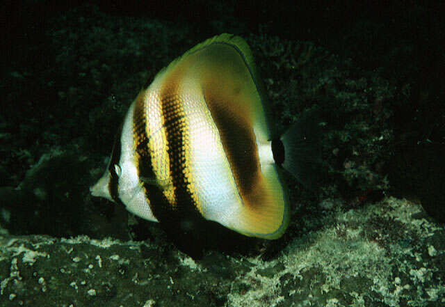 Image of High-fin Butterflyfish