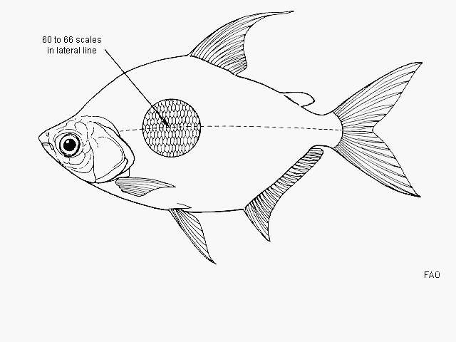 Image of Citharinus congicus Boulenger 1897