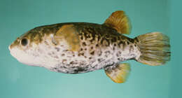 Image of Common puffer