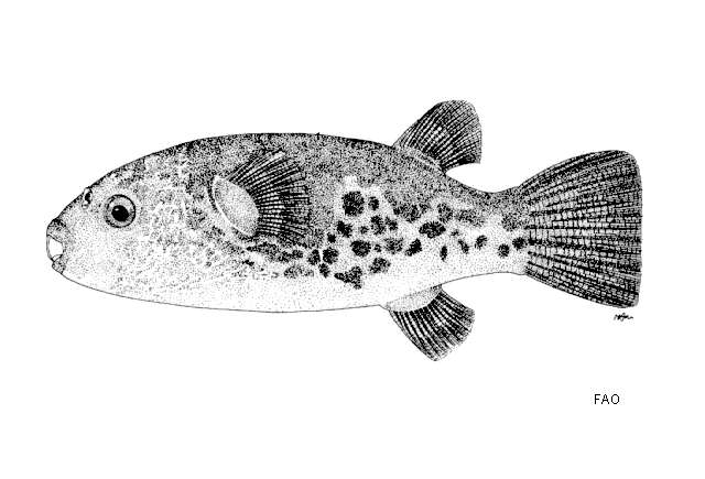 Image of Common puffer