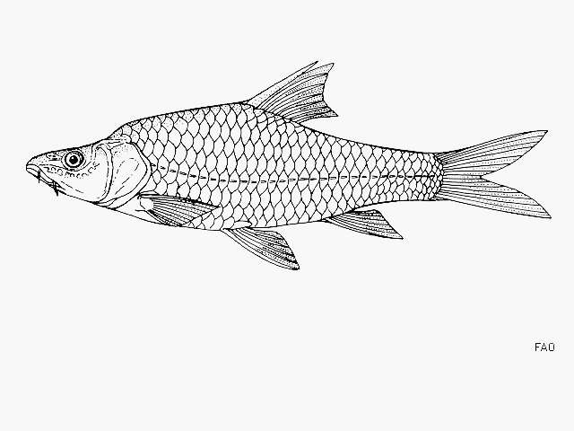 Image de Labeobarbus acuticeps (Matthes 1959)