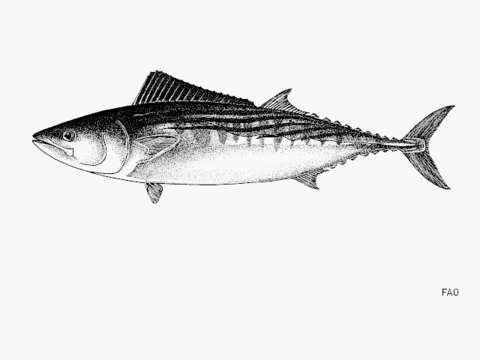 Image of Pacific Bonito