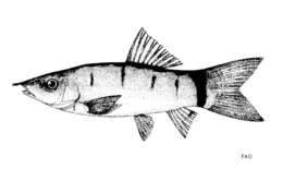 Image of Hora's Loach