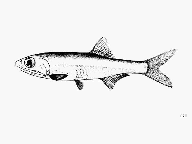 Image of Broad-striped Anchovy