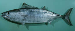 Image of Oriental Bonito