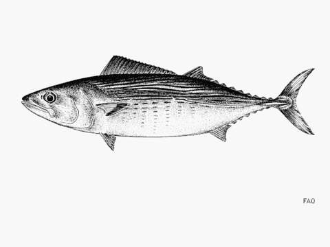 Image of Oriental Bonito