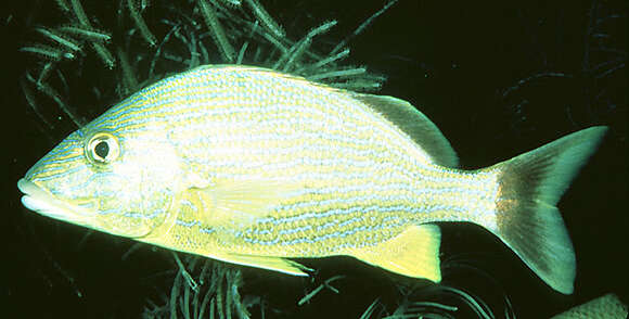 Image of Bluestriped Grunt