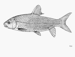 Image of Labeobarbus tropidolepis (Boulenger 1900)