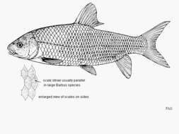 Слика од Labeobarbus tropidolepis (Boulenger 1900)