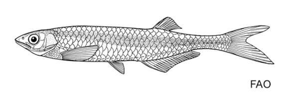 Image of Chelaethiops minutus (Boulenger 1906)