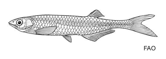 Image of Chelaethiops minutus (Boulenger 1906)