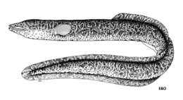 Image of Celebes longfin eel