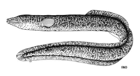 Image of Celebes longfin eel