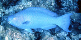 Image of Blue Kwab