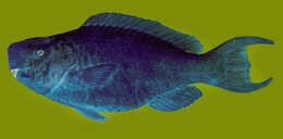 Image of Blue Kwab