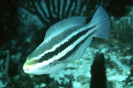 Image of Grey chub