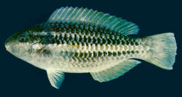 Image of Grey chub