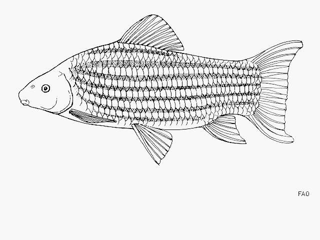 Image of Labeo lineatus Boulenger 1898