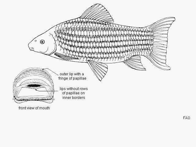 Image of Labeo lineatus Boulenger 1898