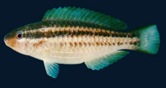 Image of Blue Chub