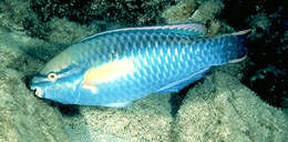 Image of Blue Chub