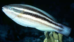 Image of Blue Chub