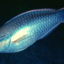 Image of Blue Chub