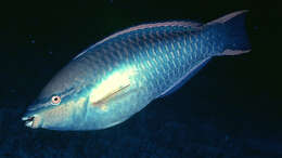 Image of Blue Chub