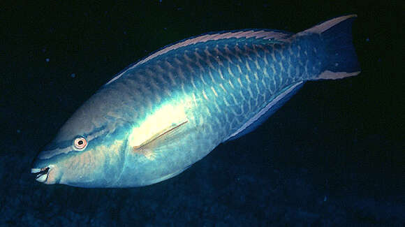 Image of Blue Chub