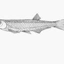 Image of Athi sardine