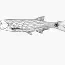 Image of Malagarasi sardine