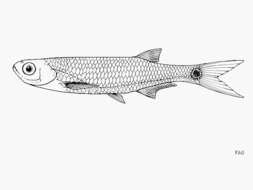 Image of Malagarasi sardine