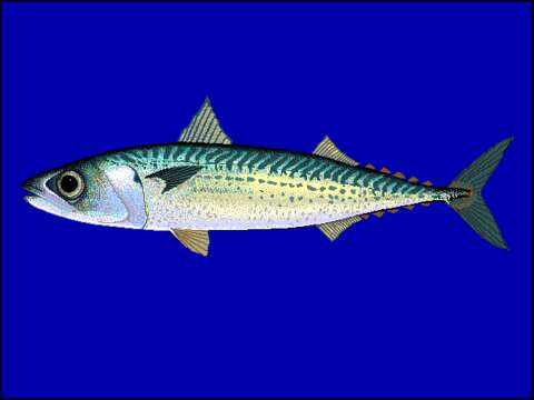 Image of Blue Mackerel