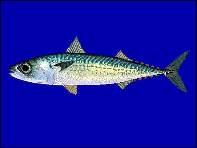 Image of Blue Mackerel