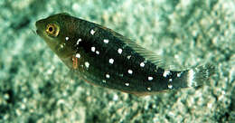 Image of Yellowtail parrotfish