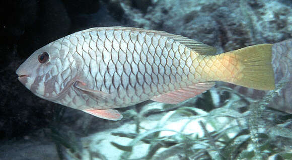 Image of Yellowtail parrotfish