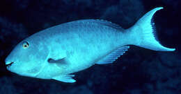 Image of Yellowtail parrotfish